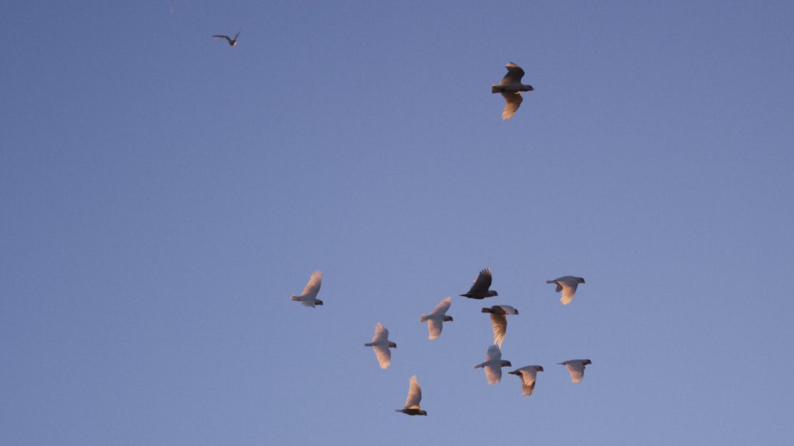 Birds in sky